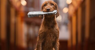 Sophia Hutchinson from the UK came in third place in the Portrait category with 'Hot off the Press. The picture of a wirehaired Vizsla was taken in Leadenhall Market, London, which once was a thriving trading centre of meat, game and poultry