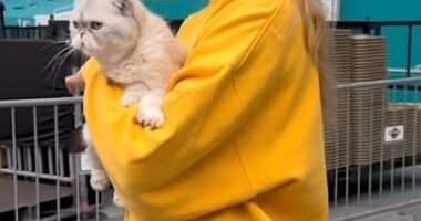 Taylor Swift appears to have looked to boyfriend Travis Kelce for fashion assistance as they both wore the same sweatshirt on social media this week