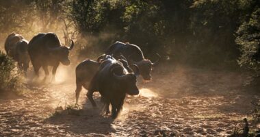 This rotation in stocks is the bull market’s ‘lifeblood’ as S&P 500 logs record peak