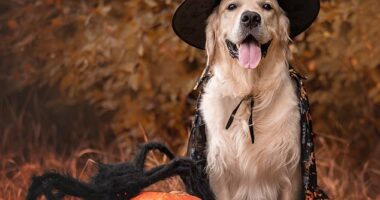 Many people enjoy dressing their beloved dogs and cats up in vibrant, wacky costumes every year - but this can be dangerous
