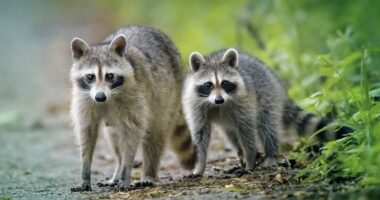 Say WHAT?! Washington Woman’s Home Reportedly Surrounded By Nearly 100 Raccoons (VIDEO)