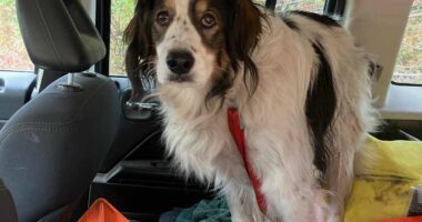 ‘Good girl and true hero’: Dog saves injured owner by alerting police and leading them to cabin