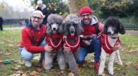 A family of very stylish poodles took part in the Christmas Jumper Parade in matching outfits