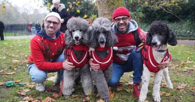 A family of very stylish poodles took part in the Christmas Jumper Parade in matching outfits