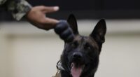 A Very Happy Thanksgiving Indeed As US Army Staff Sergeant Reunites With Best Buddy After Years Apart – RedState