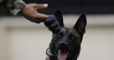 A Very Happy Thanksgiving Indeed As US Army Staff Sergeant Reunites With Best Buddy After Years Apart – RedState