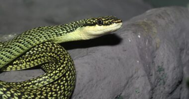 Australian actor removes snake from plane – and earns a free drink