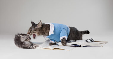 Ernst Highlights 9 Examples Of D.C. Waste In 'Caturday' Campaign