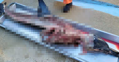 GRAPHIC: Butchered Dolphin With Organs Removed Is Found on Beach; Investigation Underway