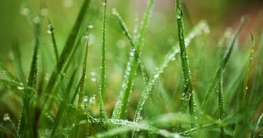 As Britain braces for blasts of snow and frosty temperatures, gardens and lawns will require a little more attention in order to survive the harsh elements of winter (stock image)