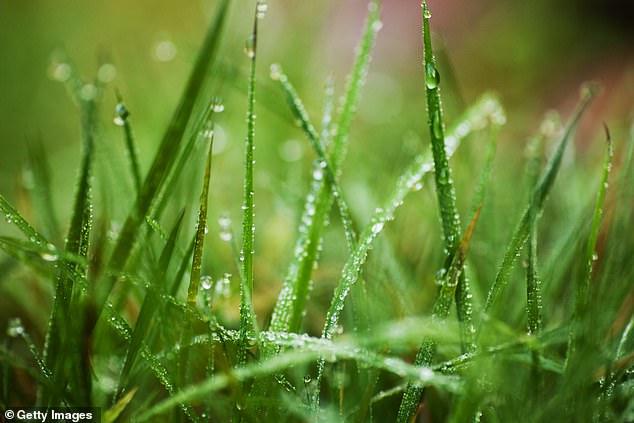 As Britain braces for blasts of snow and frosty temperatures, gardens and lawns will require a little more attention in order to survive the harsh elements of winter (stock image)