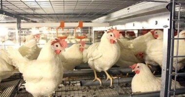 Jake Tapper Takes the Tired Route on Immigrants and the Food Supply, Delivers a Rice Cake Response – RedState