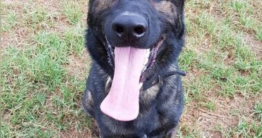 The death of two German Shepherd police dogs is believed to have been caused by a 'technical issue' with specialty built air conditioner pods inside a car (Xtra is pictured)