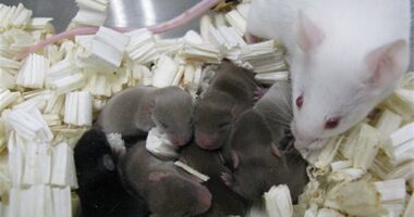 Man Surrenders 1,000 Mice to Shelter – RedState