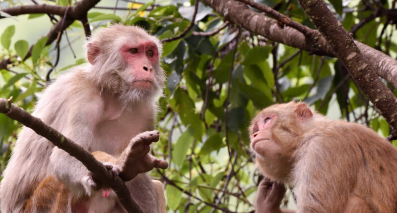 Monkey News: Dozens of Simians Escape Research Facility, Residents Urged to Secure Homes.