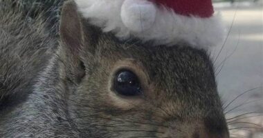 NY State Kills Peanut the Squirrel – RedState