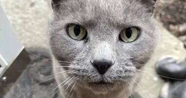 Gray Baby. 12, was shot by a disgruntled neighbor who said the cat left pawprints on his vehicles