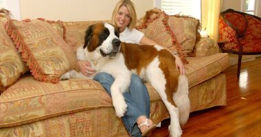 Pam Bondi, 59, was involved in a custody battle over her adopted St Bernard dog in 2005 after Hurricane Katrina