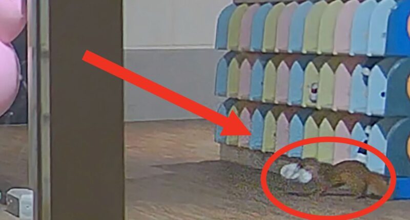 Stolen Shoe Mystery Solved At Japanese School When Security Camera Catches Weasel In The Act