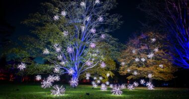 The essential garden jobs you should tackle ahead of Christmas