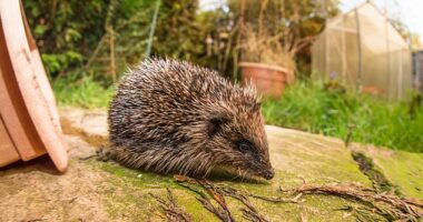 As the days grow shorter and the chill of winter begins to set in, many animals across Britain are preparing to hibernate - but one particularly prickly creature, the hedgehog, may need a helping hand (stock image)