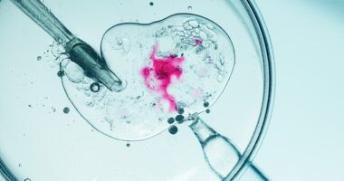 A judge has granted a widower permission to use an embryo from his dead wife in order to try to have a daughter with a surrogate mother