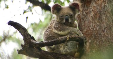 ‘Roadkill hotspot’ in Australia sees 150 endangered koalas die every year
