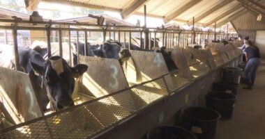 Ag Sec. Brooke Rollins Threatens Mexico Cattle Imports, Puts Screws on Them to Combat Deadly Worm – RedState