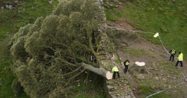 Sycamore Gap: Inside the grieving community searching for answers as pair face trial