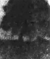 Footage showing the Sycamore Gap being felled