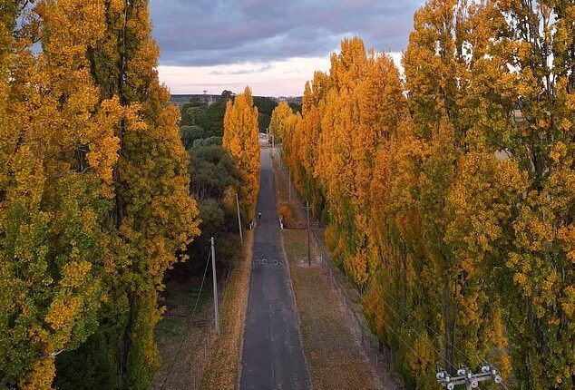 A little-known stretch of road just a few hours from Sydney is dazzling visitors with its stunning golden display