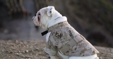 Another 'Illegal Busted and Getting Deported' Sob Story – HotAir