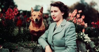 Gone but not fur-gotten: The Duchess of York has claimed the late Queen Elizabeth still 'talks to her' three years after her passing - through her beloved corgis