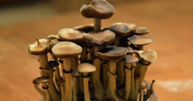 Fans Of Psychedelics Claim Religious Protections