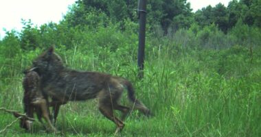 Feds Keep Wasting Millions On N.C. Red Wolf Experiment