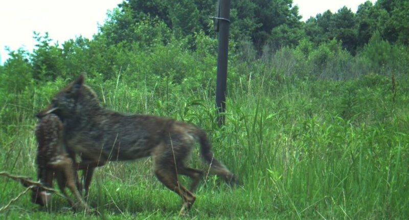 Feds Keep Wasting Millions On N.C. Red Wolf Experiment