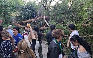 Images shared on social media show the large tree on its side, spectators can be seen in amongst its limbs while others snap pictures of it