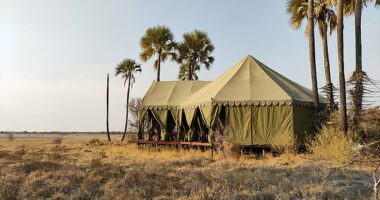 The olive-green tents and leafy palm trees of Jack's rise up like a shimmering mirage. The solar-powered, exclusive camp is next to a natural watering hole