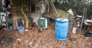 British garden experts have shared simple yet effective ways to spring your garden back to life (Stock image)