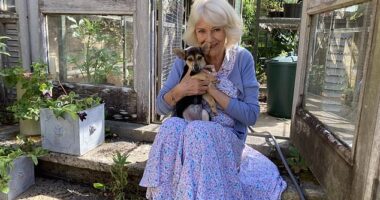 Queen Camilla has shown off her new puppy, a mischievous Jack Russell mix, named Moley