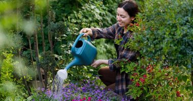As the temperatures rise, gardeners may fear their beloved plants might dry out and as a result give them a liberal watering but over watering can be just as damaging as under watering