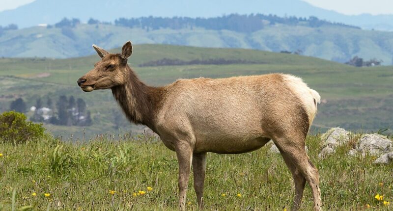 Tule elk at Point Reyes National Seashore