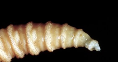 Refusal To Stop Screwworms Shows Mexico Is No Friend To U.S.