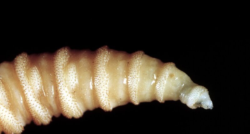 Refusal To Stop Screwworms Shows Mexico Is No Friend To U.S.