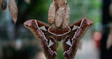 Rescued giant moths emerge from cocoons in Mexico's sprawling capital