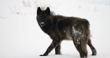 The True Story of an Unusual Wolf, a Pioneer in the Wild – RedState
