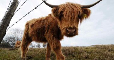 The bulls are back in town. Goldman and this Wall Street optimist are lifting their S&P 500 targets on tariff relief.