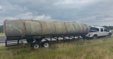 Sheriff's deputies uncovered a human smuggling operation after discovering multiple undocumented immigrants hidden inside meticulously altered hay bales during a routine traffic stop in Texas