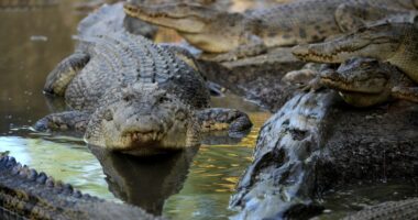 Tourist bitten by crocodile at Philippines zoo after mistaking it for statue