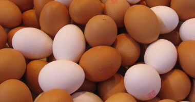 eggs